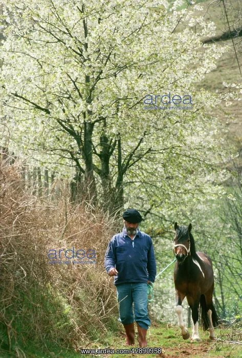 : Pottok Horse - Stallion, being led by man : Pottok Horse - Stallion, being led by man