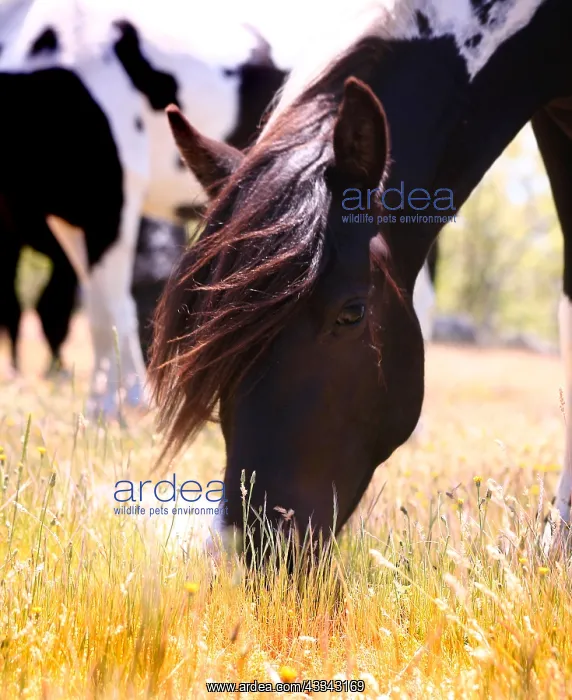 : Pottoka horses grazing at liberty, in Extremadura : Pottoka horses grazing at liberty, in Extremadura