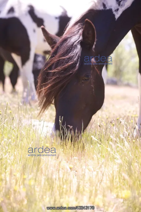  : Pottoka horses grazing at liberty, in Extremadura