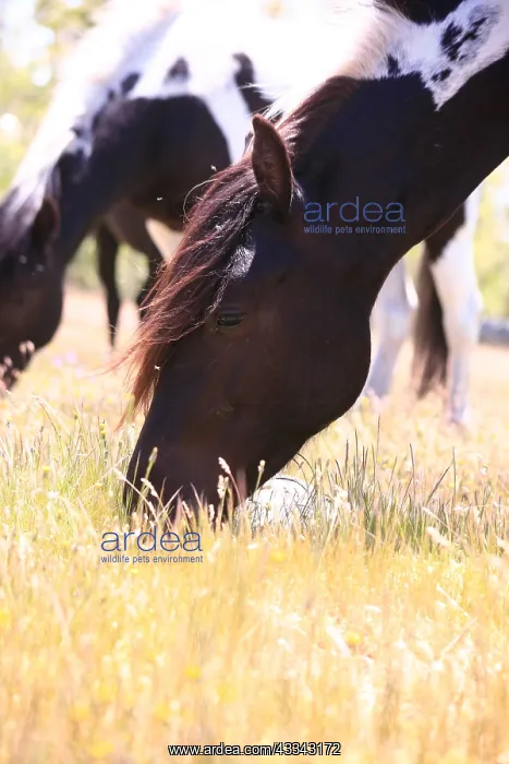 : Pottoka horses grazing at liberty, in Extremadura