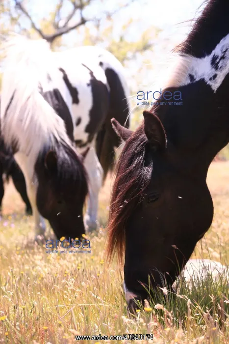  : Pottoka horses grazing at liberty, in Extremadura