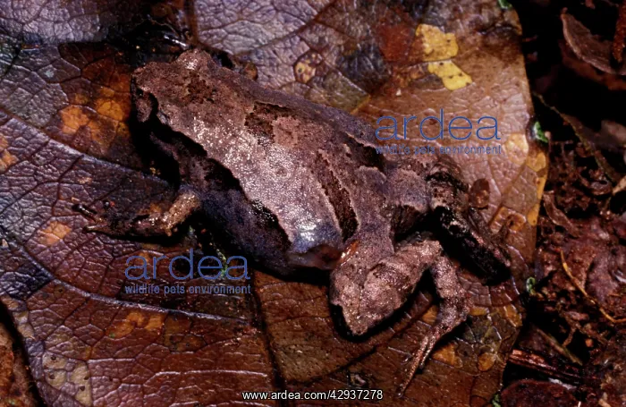 : Pouched frog - male. The male broods the tadpoles : Pouched frog - male. The male broods the tadpoles