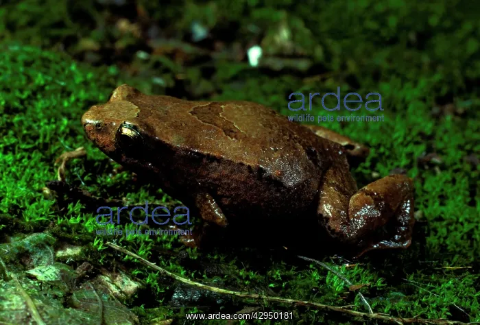 : Pouched or Marsupial frog : Pouched or Marsupial frog