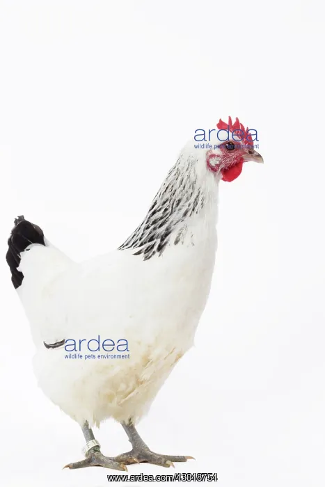  : Poule de Contres Chicken