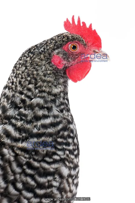  : Poule de Herve  /  Herve Chicken Hen
