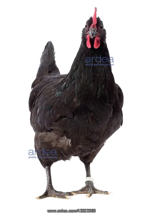  : Poule noire De Janze Chicken Hen