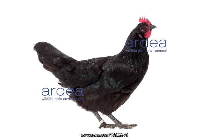  : Poule noire De Janze Chicken Hen