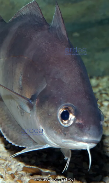 : Pout / Bib - shows sensory barbel below chin : Pout / Bib - shows sensory barbel below chin