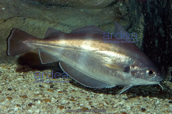 : Pout / Bib - shows sensory barbel below chin : Pout / Bib - shows sensory barbel below chin