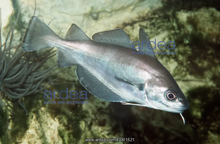 : POUT - side view showing barbel : POUT - side view showing barbel