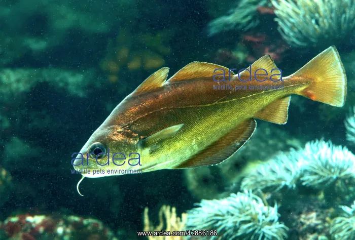 : POUTING / Whiting-Pout / Bib Fish - Underwater : POUTING / Whiting-Pout / Bib Fish - Underwater
