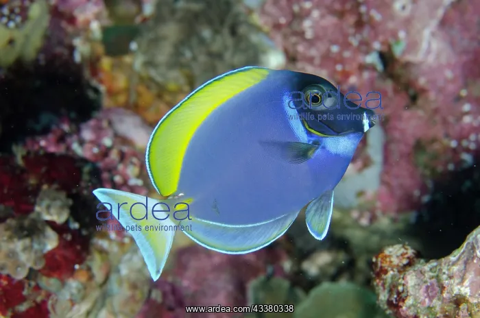 : Powder-blue Surgeonfish : Powder-blue Surgeonfish