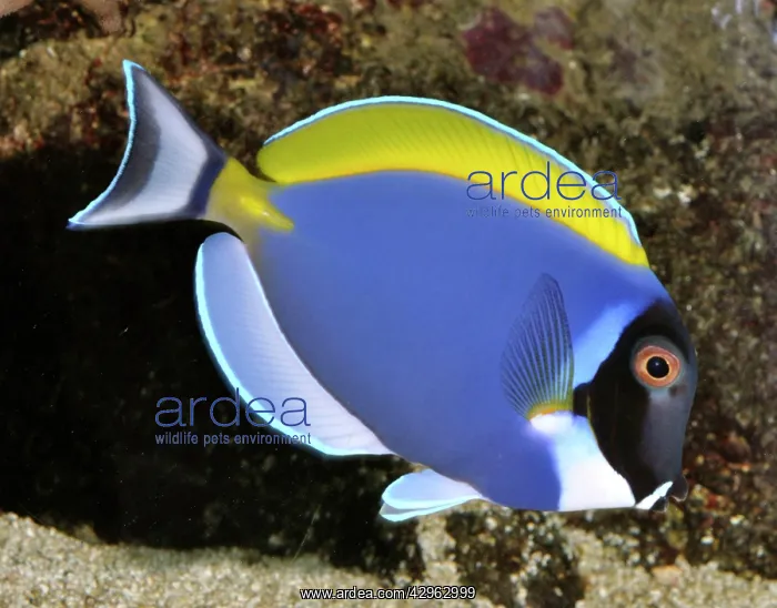 : Powder Blue Surgeonfish (Powder Blue Tang) - tropical reefs : Powder Blue Surgeonfish (Powder Blue Tang) - tropical reefs