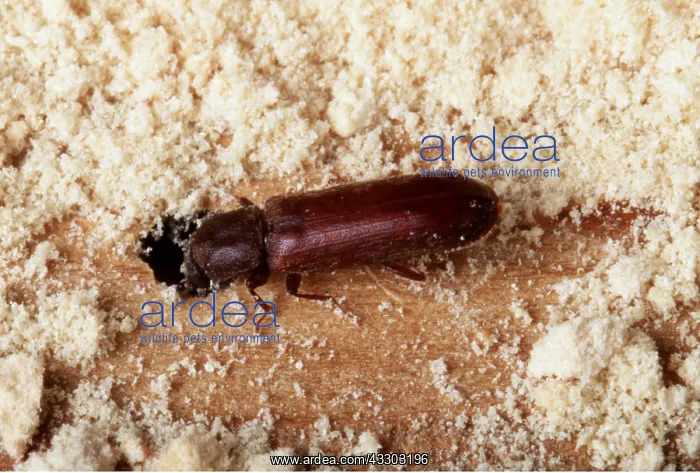 : POWDER POST BEETLE - ADULT : POWDER POST BEETLE - ADULT