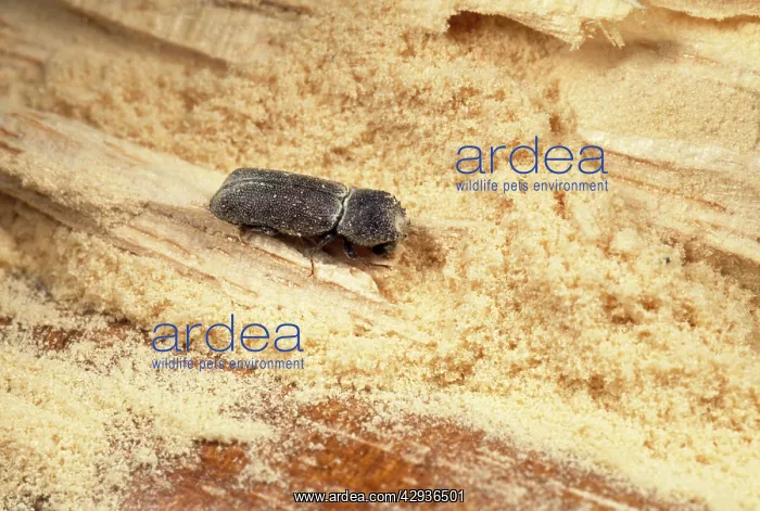 : Powder Post Beetle - in Obeche wood : Powder Post Beetle - in Obeche wood