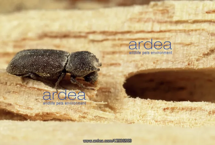 : Powder Post Beetle - in Obeche wood : Powder Post Beetle - in Obeche wood