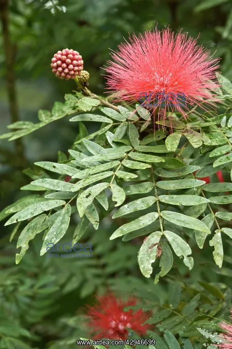 : Powder Puff plant - flower and leaves : Powder Puff plant - flower and leaves