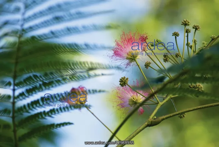 : Powder-pufftree : Powder-pufftree