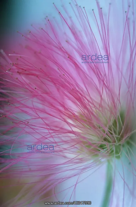 : Powder-pufftree : Powder-pufftree