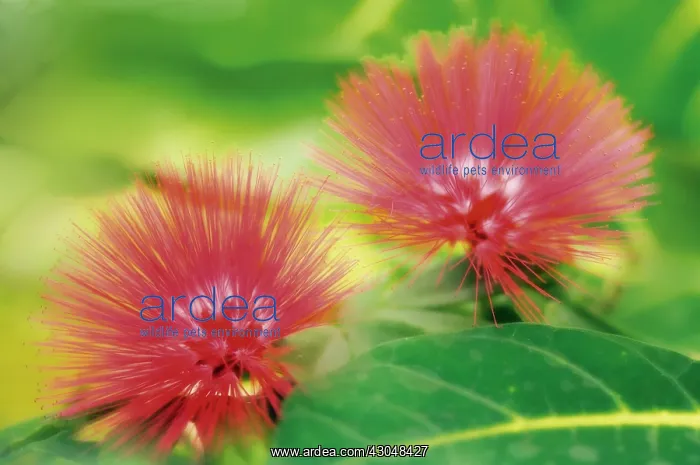 : Powder-pufftree : Powder-pufftree