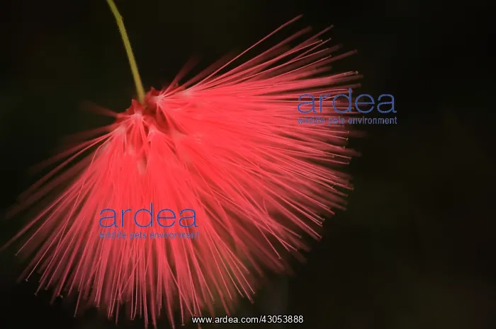: Powder-pufftree : Powder-pufftree