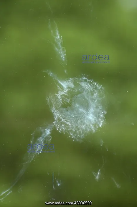 : Powder Down Window Mark : Powder Down Window Mark