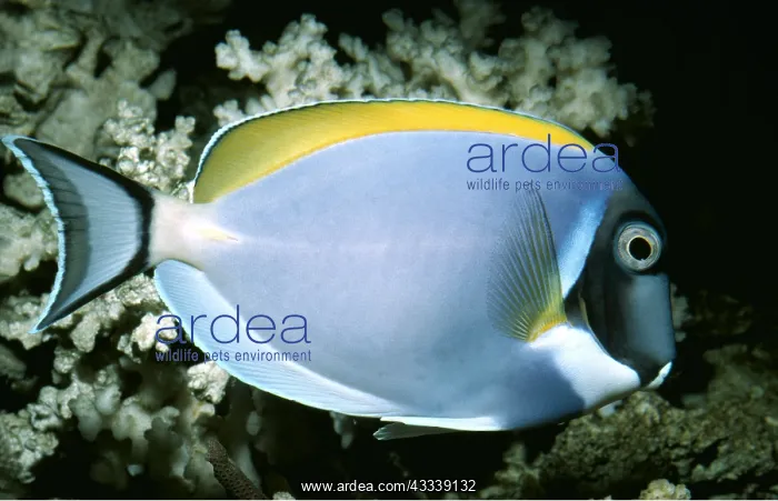 : POWDERBLUE SURGEONFISH : POWDERBLUE SURGEONFISH
