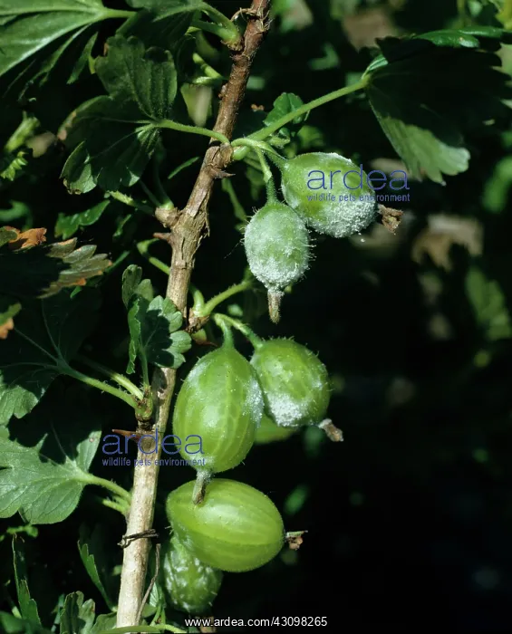 : Powdery mildew : Powdery mildew