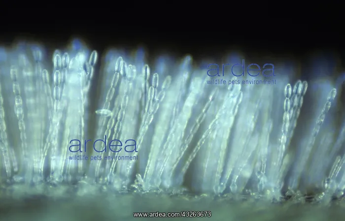  : Powdery mildew
