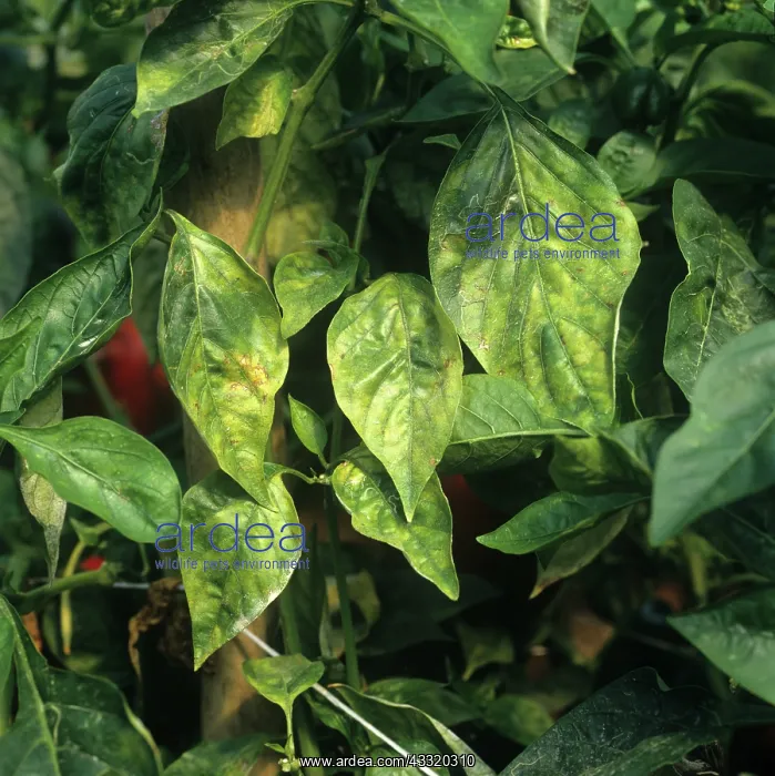 : Powdery mildew : Powdery mildew