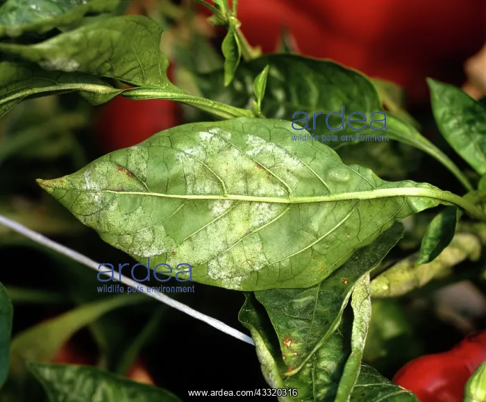 : Powdery mildew : Powdery mildew