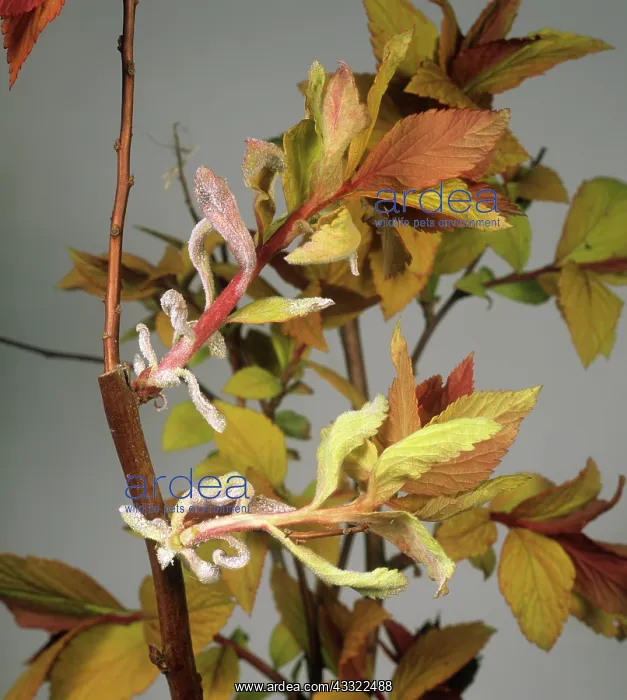 : Powdery mildew : Powdery mildew
