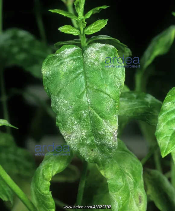 : Powdery mildew : Powdery mildew