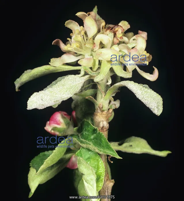 : Powdery Mildew on Apple : Powdery Mildew on Apple