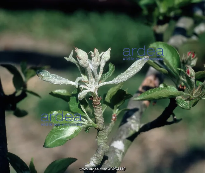 : Powdery mildew on apple buds : Powdery mildew on apple buds