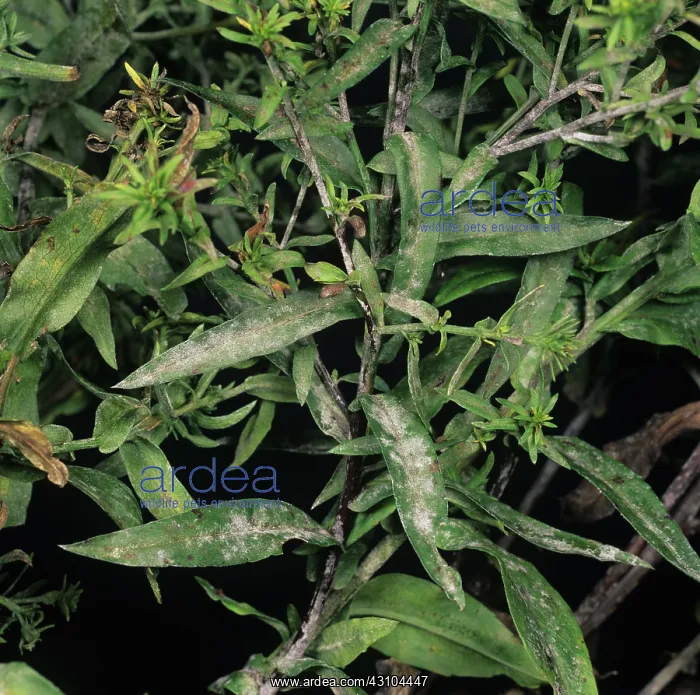 : Powdery mildew on Aster : Powdery mildew on Aster