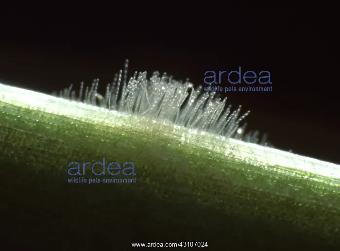 : Powdery mildew on a barley leaf : Powdery mildew on a barley leaf