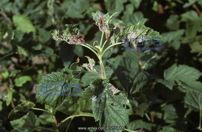 : Powdery mildew on blackcurrant : Powdery mildew on blackcurrant