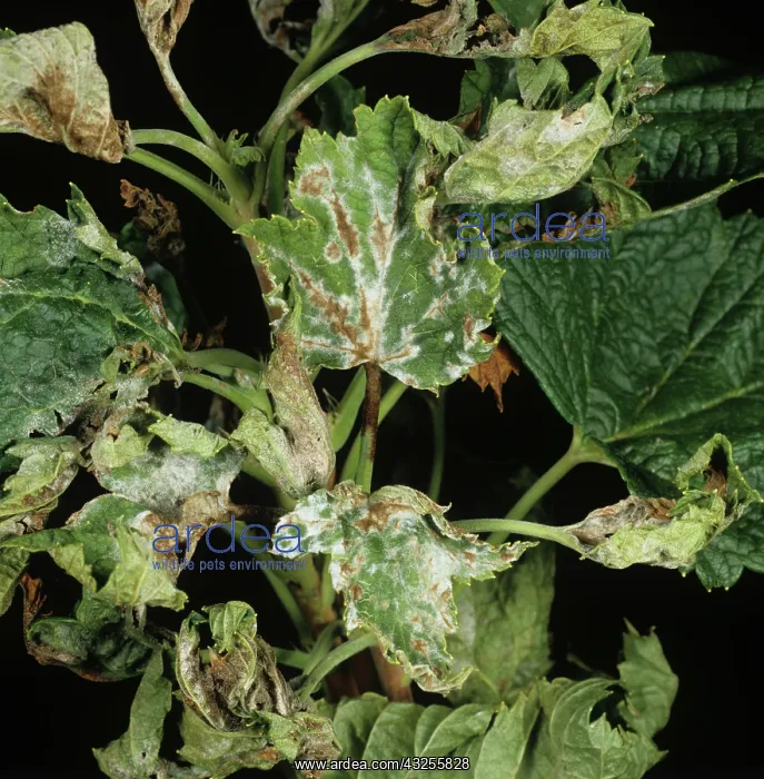 : Powdery mildew on blackcurrant : Powdery mildew on blackcurrant