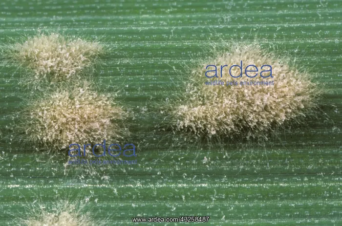 : Powdery Mildew (Blumeria graminis) pustules : Powdery Mildew (Blumeria graminis) pustules