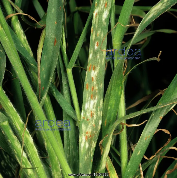  : Powdery mildew & brown rust