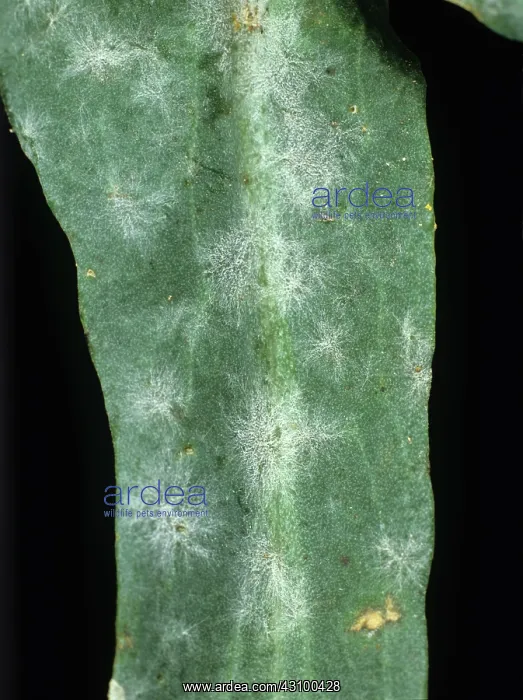 : Powdery Mildew on Canola Leaf : Powdery Mildew on Canola Leaf