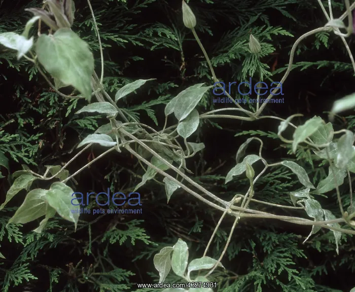 : Powdery mildew on Clematis : Powdery mildew on Clematis