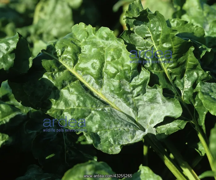 : Powdery Mildew (Erysiphe betae) on Sugar Beet : Powdery Mildew (Erysiphe betae) on Sugar Beet