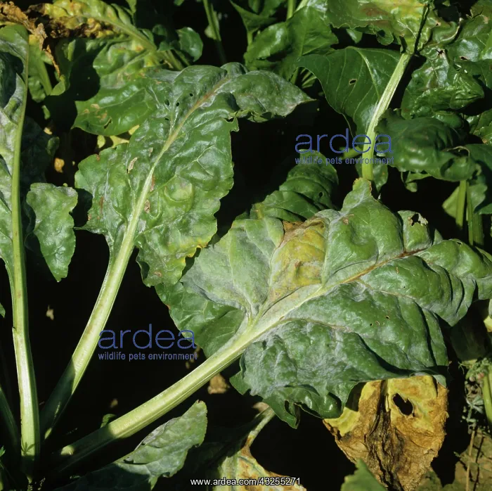 : Powdery Mildew (Erysiphe betae) on Sugar Beet : Powdery Mildew (Erysiphe betae) on Sugar Beet