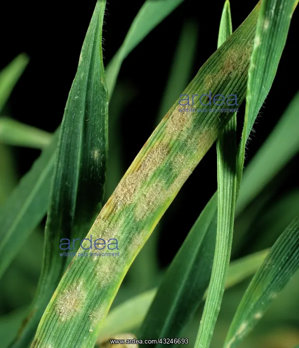 : Powdery Mildew (Erysiphe graminis) : Powdery Mildew (Erysiphe graminis)