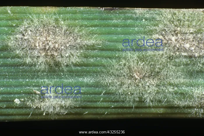 : Powdery Mildew (Erysiphe graminis) : Powdery Mildew (Erysiphe graminis)