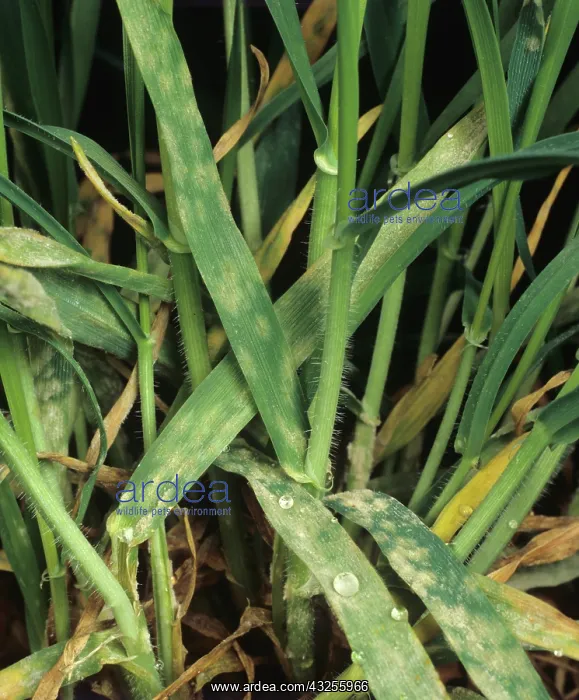 : Powdery Mildew (Erysiphe graminis) : Powdery Mildew (Erysiphe graminis)