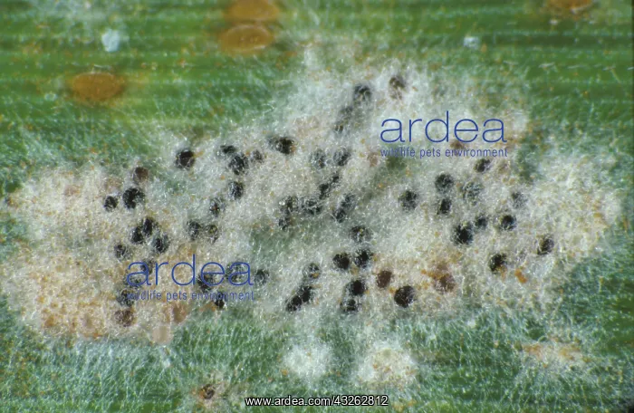 : Powdery mildew (Erysiphe graminis) : Powdery mildew (Erysiphe graminis)