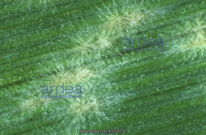 : Powdery Mildew (Erysiphe graminis) on Barley leaf : Powdery Mildew (Erysiphe graminis) on Barley leaf